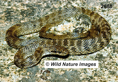 Steppe Rat Snake (Elaphe dione)